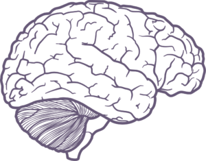 Brain